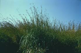 Image result for Andropogon schirensis