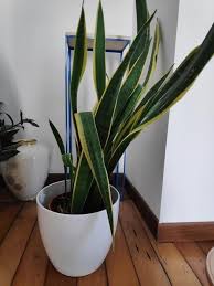 Maybe you would like to learn more about one of these? The Complete Guide To Caring For Your House Plants Snake Plant Edition Vintage Revivals