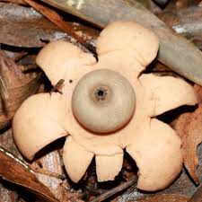 Image result for Geastrum triplex