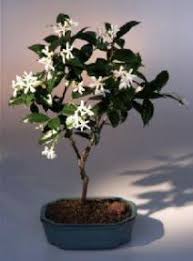 Indoor bonsai trees are typically subtropical species which thrive off of stable temperatures throughout the year. Recommended Indoor Bonsai Trees