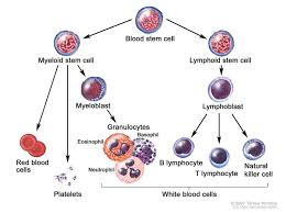 Blood Cell Development Drawing Shows The Steps A Blood Stem