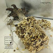 Image result for Xerophyta argentea