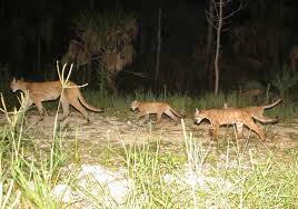 Fish and wildlife service has worked. Florida Panther Wikipedia