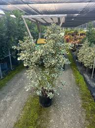 Image result for Ficus triangularis