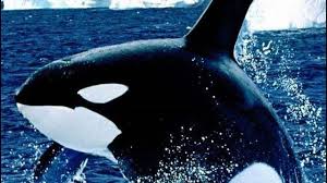 Nah di dalam artikel ini kami akan berbagi topik tentang gambar binatang yang berwarna hitam putih. Gambar Ikan Paus Terbesar Hitam Putih Dari Jenis Orca Lumba Lumba