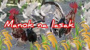 If you want to learn tahan lasak in english, you will find the translation here, along with other translations from malay to english. Manok Na Lasak Halco Youtube