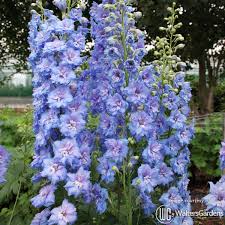 Image result for Delphinium