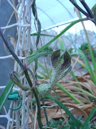 Image result for Ceropegia meyeri-johannis