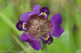 Image result for Vepris drummondii