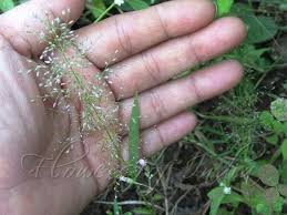 Image result for Eragrostis japonica