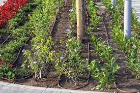 Most perennials wilt on a hot day, regardless of whether or not they need water. Drip Irrigation System Reasons To Use It To Water Your Plants
