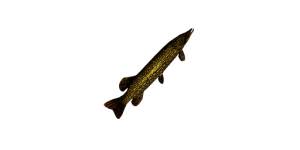 We did not find results for: Medium Pike New World Wiki Where To Fish Recipes