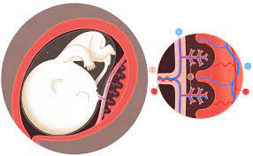 Mis à jour le 08/01/2020. Le Placenta A Quoi Sert Il Gyn Co