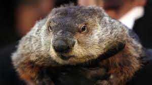Maybe you would like to learn more about one of these? Murmeltiertag Am 02 02 2021 Dieses Wetter Prophezeite Murmeltier Phil Im Live Stream Aus Punxsutawney News De