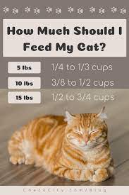 For example, if your veterinarian recommends giving your cat 250 calories per day, you'll want to feed her two meals with a total of 125 calories in each. How Much Should I Feed My Cat Types Of Cats Cat Needs Cats