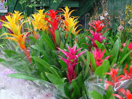 La guzmania è una pianta che ammalia soprattutto per il suo fogliame e per la sua fioritura. Guzmania Plant Bromeliad Care