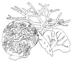 Make a coloring book with sea coral for one click. Http Aquaticcommons Org 14930 1 Coral 20reef 20coloring 20book Pdf