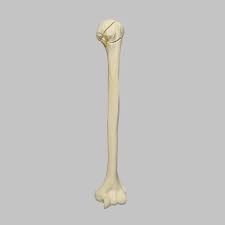 Image result for Humerus Bone