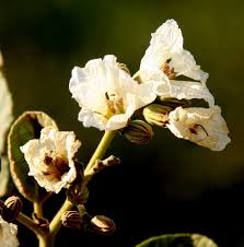 Image result for Cordia africana