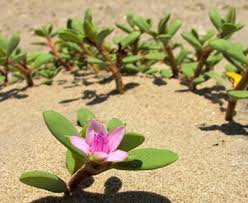Image result for Sesuvium portulacastrum
