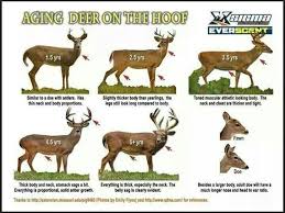 how to visually age a whitetail deer whitetail hunting