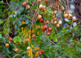 Image result for Diospyros mafiensis