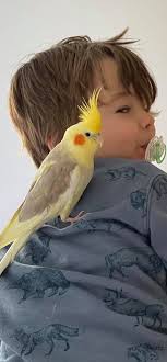 Found Cocketiel in Springfield, IL Backyard