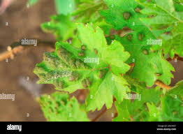 Image result for peronospora grapevine