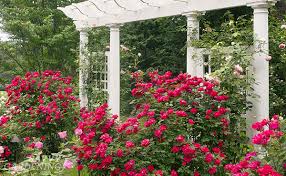 Maybe you would like to learn more about one of these? Selecting Low Maintenance Roses To Add Color And Interest To The Garden