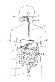 Unlabeled Diagram Of The Digestive System Digestive System Diagram Unlabeled 27 Luxury Digestive System Koibana Info Digestive System Diagram Digestive System Human Digestive System