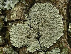Image result for Pycreus sulcinux