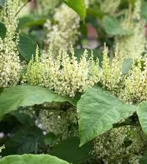 Tuinplanten bloeiende planten graven ideeën tuinen inheemse planten japanse tuin bloem tuinieren tuinbloemen. Herken De Japanse Duizendknoop Gemeente Raalte