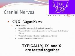 There are two branches of the nervous system, the pns, rest and digest and. 5 The Cranial Nerves 8 8 Clinical Assessment Ppt Video Online Download