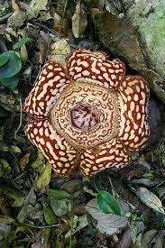 Pin On Flowers Of Borneo