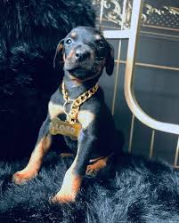 Doberman Panosundaki Pin
