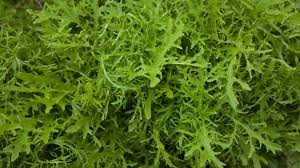 Tips and inspiration to get growing. How To Grow Arugula At Home Step By Step Plant2harvest