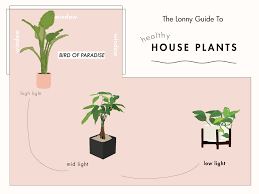 The Lonny Guide To Healthy Houseplants House Plant Care Plants Indoor Plants