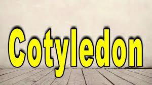 How To Pronounce Cotyledon - Youtube