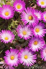 We did not find results for: 24 Winter Gardens In South Africa Ideas Winter Garden Plants Flower Bed Plants