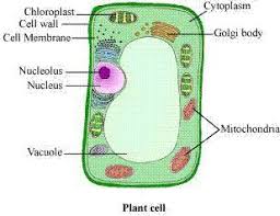 Maybe you would like to learn more about one of these? Chapter 8 Cell Structure And Functions Ncert Solutions For Class 6 Science Maharashtra Topperlearning