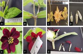 Image result for Aspilia ciliata