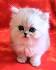 Cat Breeds That Stay Small | Sweetie Kitty - 2020