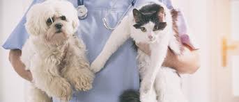 Whether a cat, dog, rabbit, rodent, bird, or reptile, we aim to treat your pet with the highest level of care. How Much Will A Vet Visit Cost Wellness Pet Food