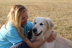 Want to find english cream golden retriever puppies for sale? Sire Wonder White English Cream Golden Retriever Puppies For Sale