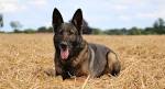 Belgian Malinois vs German Shepherd - Which Dog Is Right ...