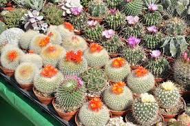 Out of these, the cookies that are categorized as necessary are stored on your browser as they are essential for the working of basic functionalities of. How Do Cacti Reproduce Succulent Alley