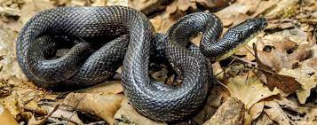 According to the university of texas at arlington, they can live in a wide variety of habitats, including forests, grasslands, suburbia and urban areas. Learn About Eastern Ratsnakes Mass Gov