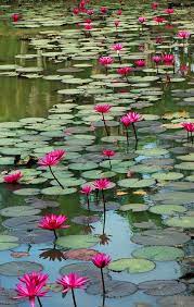 Tumblr Beautiful Flowers Water Lilies Lily Pond