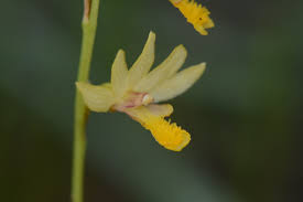 Image result for Orthochilus