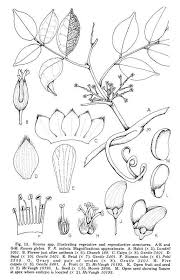 Image result for Rourea orientalis